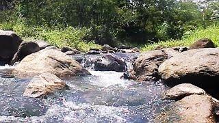 The mountain river flows melodiously. Water Sounds, White Nature Noise. River Sounds for Sleeping