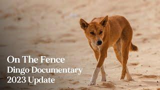 On The Fence - 2024 Dingo Documentary Update
