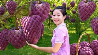 Harvesting Sweet Giant Purple Custard Apple Go To Market Sell, Building Farm|Harvesting Farm Produce