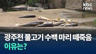 광주천에서 물고기 수백 마리 떼죽음 / KBC뉴스