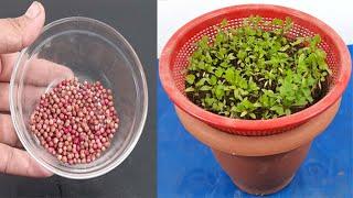 How to grow coriander at home