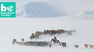 Extreme Living: Inside Mongolian Nomads' Gruelling Spring Migration