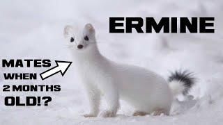 10 Ermine Facts - The Winter Weasel - Animal a Day E Week