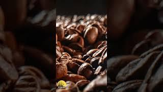 Dark Roast vs Light Roasted Coffee, Which Has More Caffeine?