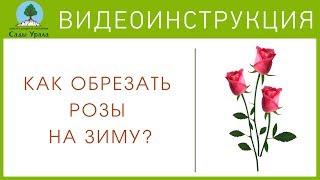 Как правильно формировать куст розы на зиму  - Видеоинструкция от Питомника Сады Урала