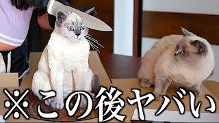 【神回】ツッコミどころ満載な動物のおもしろ動画見ようぜwwwwww【新作&傑作集②】【ハプニング映像】【犬】【猫】