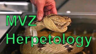 Museum of Vertebrate Zoology - Herpetology Collection