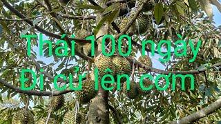 Đi cử NPK gốc 15.5.20...phun cử lên cơm...0978603449
