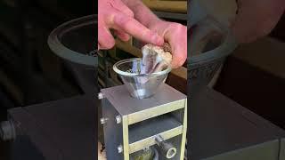 Bushmaster venom extraction in slo-mo. Lachesis muta #venomous #snake #lachesis #reptile
