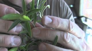 How To Bonsai - Clip and Grow Pruning