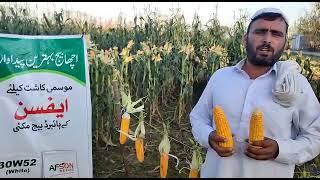 afson seed 5277