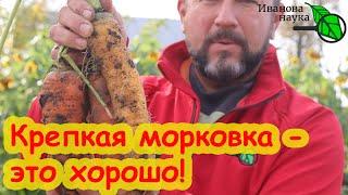 ХОТЬ НА ПЕСКЕ, ХОТЬ НА ГЛИНЕ: сочная, крепкая, вкусная морковь. Несколько простецких советов для вас