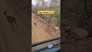 Tiger Attack | Ranthambore National park | wild and nature #tiger #jungle #wildlife #viral #nature