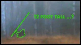 Bigfoot Throwing a Tree - NEW FOOTAGE!!! (ThinkerThunker)