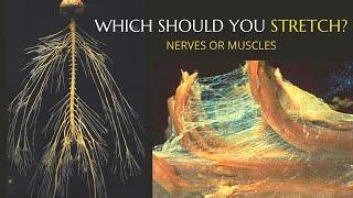 Stretching Nerves vs  Stretching Muscles