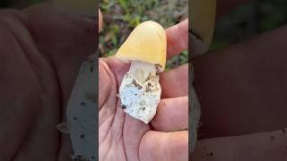 Северные ЦЕЗАРСКИЕ грибы ! ТОЛКАЧИКИ !
