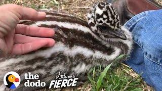 Baby Emu is 100% Perfect | The Dodo Little But Fierce