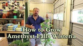 How to grow Amethyst Falls Wisteria with a detailed description