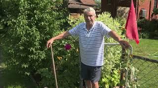 Local gardener plants Windsor alley