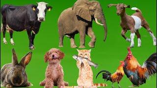 Familiar Animal Sounds: Goat, Elephant, Cow, Dog, Pig, Chicken, Cat, Rabbit - Animal Sounds