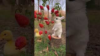 Have you all eaten strawberries, but have you seen a strawberry tree? Let’s see it together. Strawb