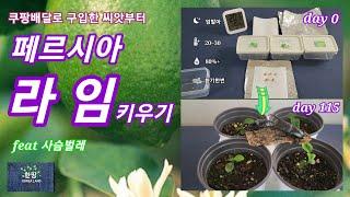 쿠팡배달로 구입한 씨앗부터 페르시아 라임 키우기.how to grow persia lime seed boughted in coupang delivery.