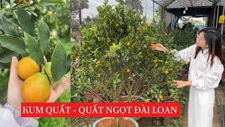 Kim Quất Đài Loan (Kum Quất) - Dòng quất duy nhất ngọt từ trong ra ngoài : 092.391.2111