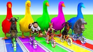 5 Giant Duck Cartoon,Cow,Elephant,Tiger,Lion,Dinosaur,Paint Wild Animals Crossing Fountain Animation