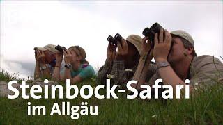 Auf Steinbocksafari in den Allgäuer Alpen: Spurensuche mit dem Schmidt Max | freizeit | BR