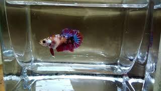 Own breed galaxy koi betta
