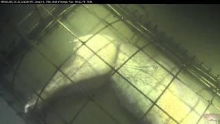 Sixgill shark (Hexanchus griseus) investigates a subsea forensic experiment