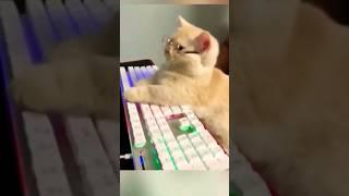 Cute cat compilation funny pet videos | #cats  #shorts