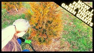 How To Fertilize Thuja Green Giant Arborvitae | Growth Update On Tree Line