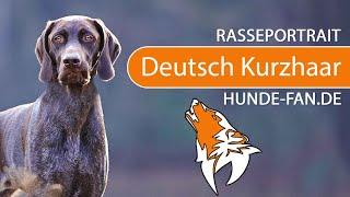 ► Deutsch Kurzhaar [2018] Rasse, Aussehen & Charakter