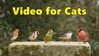 Videos for Cats to Watch ( Cat TV ) ~ Birds in England ⭐ 8 HOURS ⭐