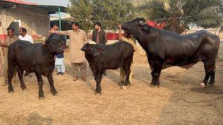 Haji Shaukat Doggar of Multan Best Nili Ravi Buffaloes Breeder of Pakistan #bull #buffalo #farming