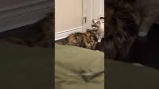 Funny cats #cat #cats #funnycats #funnycatvideos #funnypets #foryou