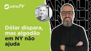 Dólar sobe forte, mas algodão em NY não ajuda muito. Veja na Conversa com o Analista