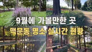 4K) 9월에 가볼만한 곳 맥문동 명소 실시간 현황입니다/경주 황성공원/하늘공원/올림픽공원/서울숲/효창공원/일산호수공원