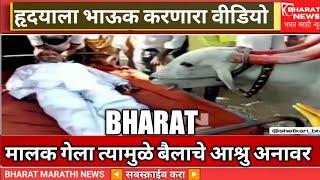 मलकाला शेवट चा निरोप देताना बैल रडू लागला..| BHARAT MARATHI NEWS