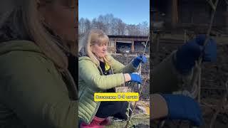 САЖАЕМ САЖЕНЦЫ СМОРОДИНЫ ВЕСНОЙ #саженцы #питомникросток #посадка #питомникрастений