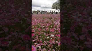 평생볼 코스모스 다본듯하네요 너무 예쁜~