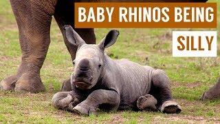 Baby Rhino Being Silly and Playing in Mud Compilation