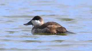 Ruddy Ducks at the SERC (Smithsonian Environmental Research Center) January 2024