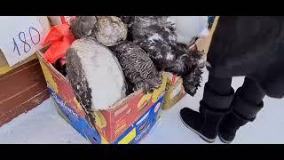 Почем натуральные  деликатесы на рынке Якутска?