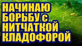 Начинаю Борьбу с Нитчаткой Кладофорой. Как избавиться от Водорослей в Аквариуме