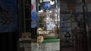 삥뜯는 냥아치 #shorts