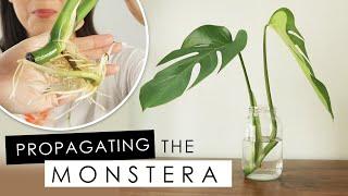 MONSTERA DELICIOSA | HOW TO PROPAGATE IN WATER (UPDATE & REPOTTING)