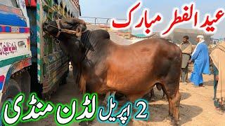 Luddan Cow Mandi Today Latest Update 02-04-2025 - Cow Mandi 2024 - Cholistani Bachre in Ludan Mandi