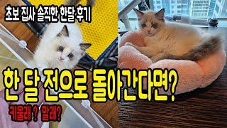 초보집사 아기 고양이 랙돌 한달 간 키운 결론 후기 / 키워 보려고 생각 중인 예비집사 분들께  아깽이 입양 분양 소신 발언